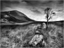 Lone Tree and 5 Rocks - Glen Loth